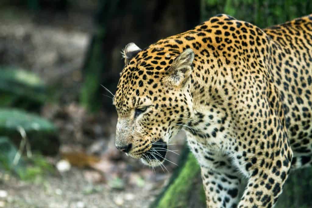 burgers zoo 1310585 1920