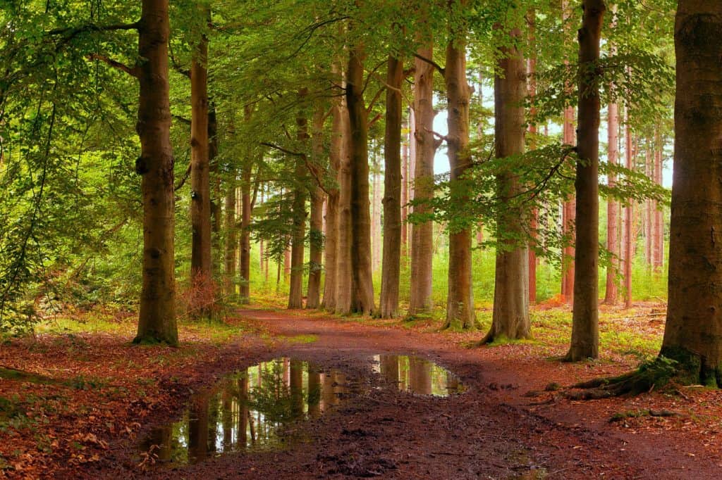 lage vuursche 4141711 1920